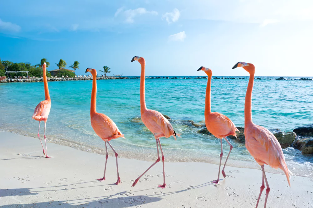 Viajes de lujo: Los flamingos en Holbox - Terry Mansey